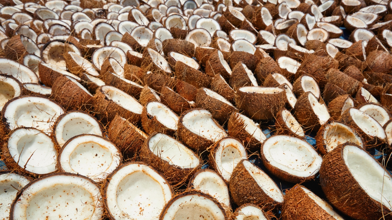 Coconuts in India Blog