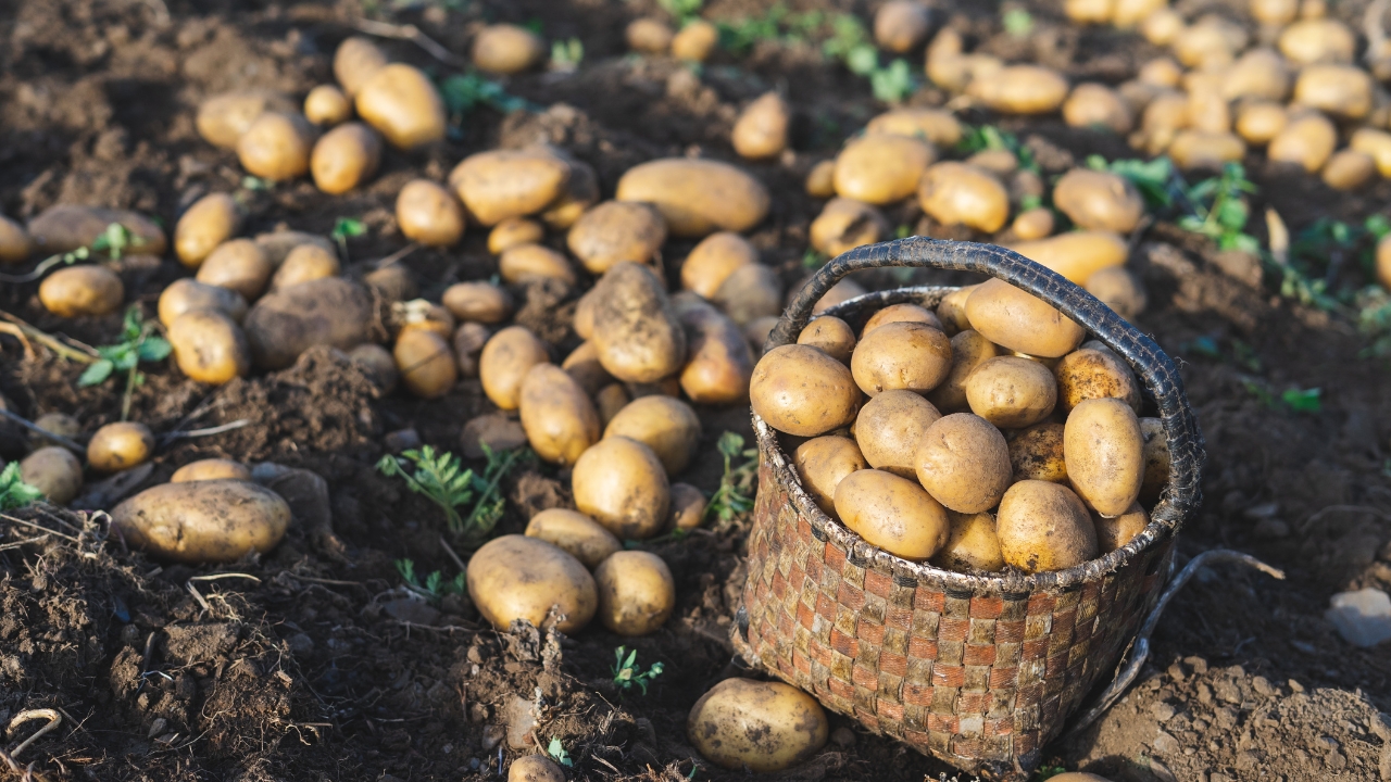 Potato Facts Blog