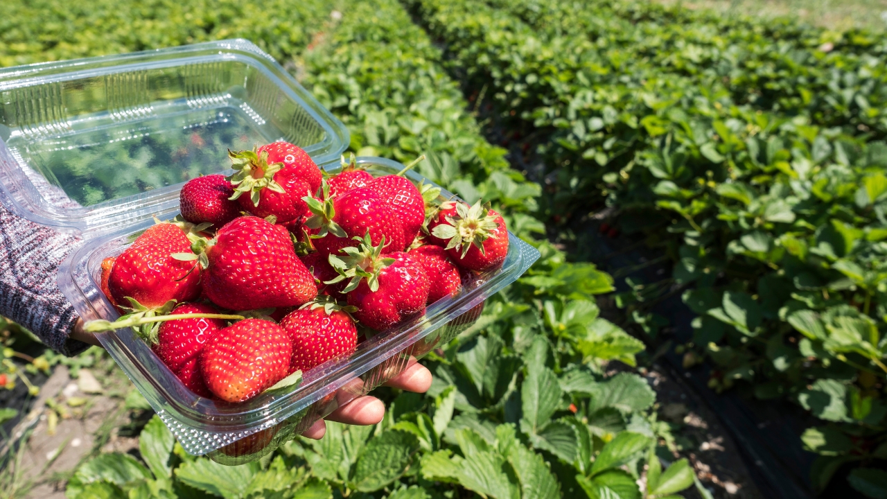Strawberry Facts Blog