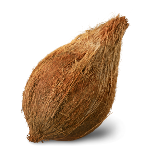 Coconut